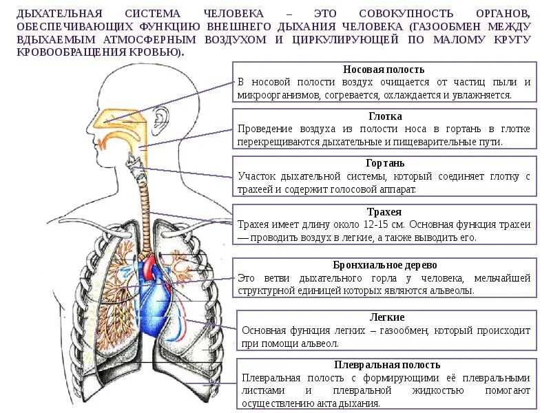Полость обеспечить