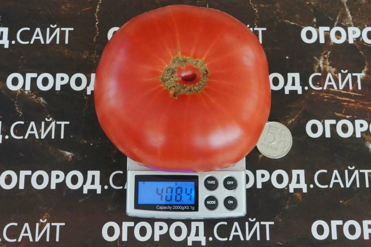 Гном укус змеи томат описание. Томат гном укус змеи. гном укус змеи характеристика томат. томат толчок после землетрясения. томат коготь кабана.