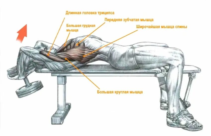 Как накачать длинную. Пуловер упражнение для грудных мышц техника. Пуловер упражнение для грудных с гантелью техника. Пуловер с гантелей лежа на скамье техника выполнения. Пулловер с гантелью лёжа техника.