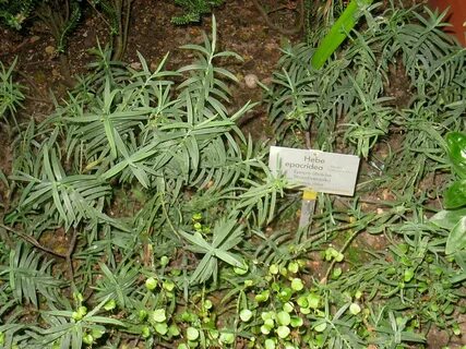 Hebe epacridea – Wikipedia tiếng Việt.