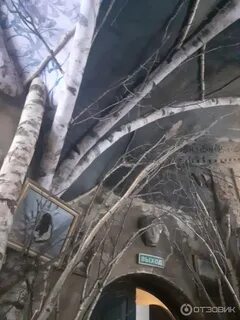 Слезы березы бауманская меню
