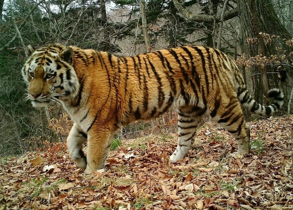 каспийский тигр. сильный тигр. тигр. тигр 2000 года. тигр 2000 года.