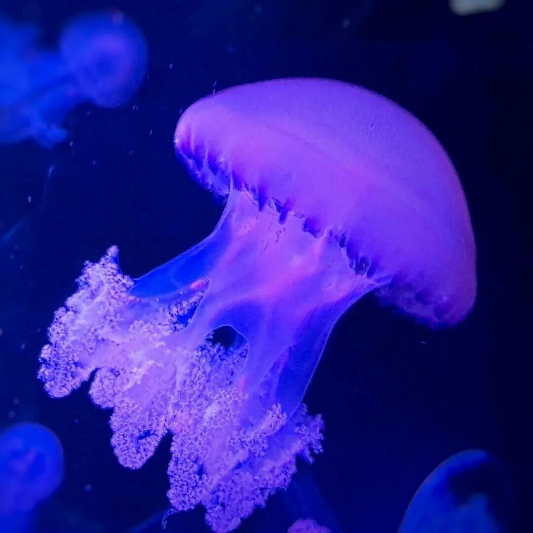 медузы презентация. купол медузы. медуза новый список. самая опасная медуза морская оса. медуза фото.