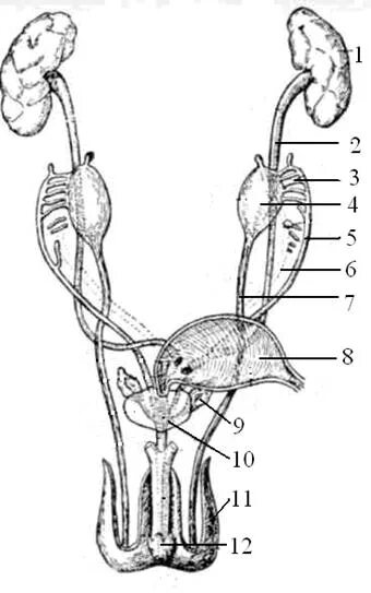 Мочеполовая система млекопитающих схема. Мочеполовая система кота анатомия. Мочеполовая система собаки. Строение мочеполовой системы у собак кобелей.