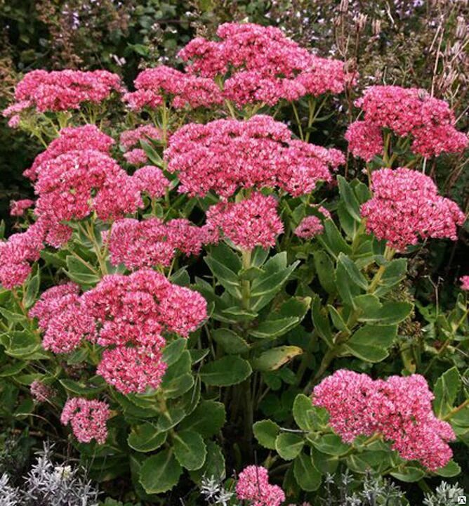 Очиток видный (sedum spectabile). Очиток видный неон. Очиток видный (sedum spectabile `brilliant`). Очиток видный (sedum spectabile `carmen`). Очиток телефиум (sedum telephium `munstead dark red`).
