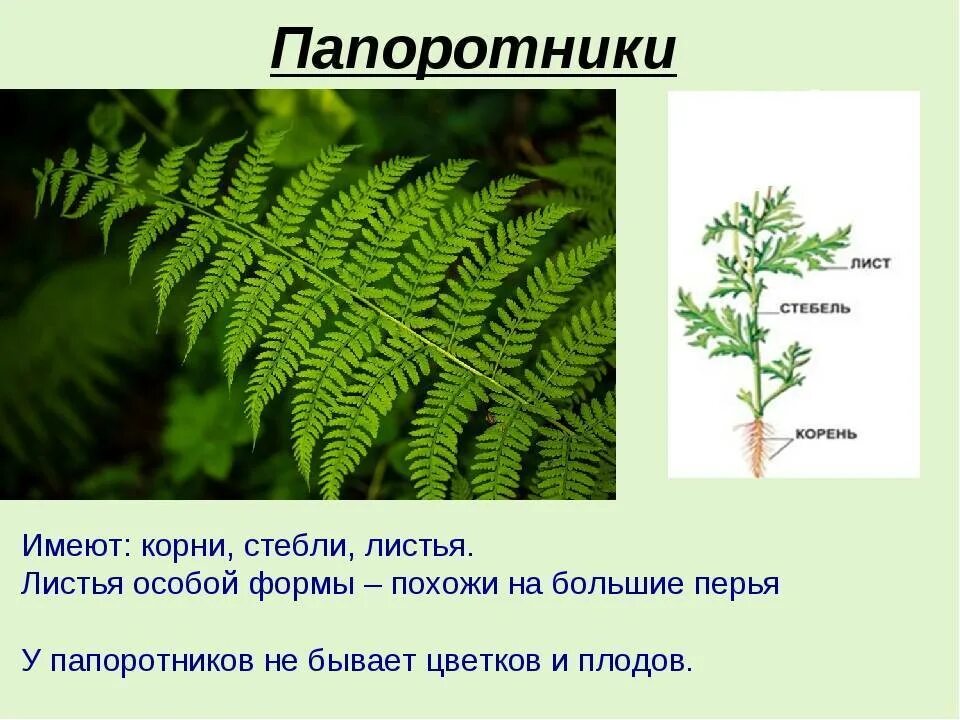 Папоротниковидные растения выделяют в царство отдел