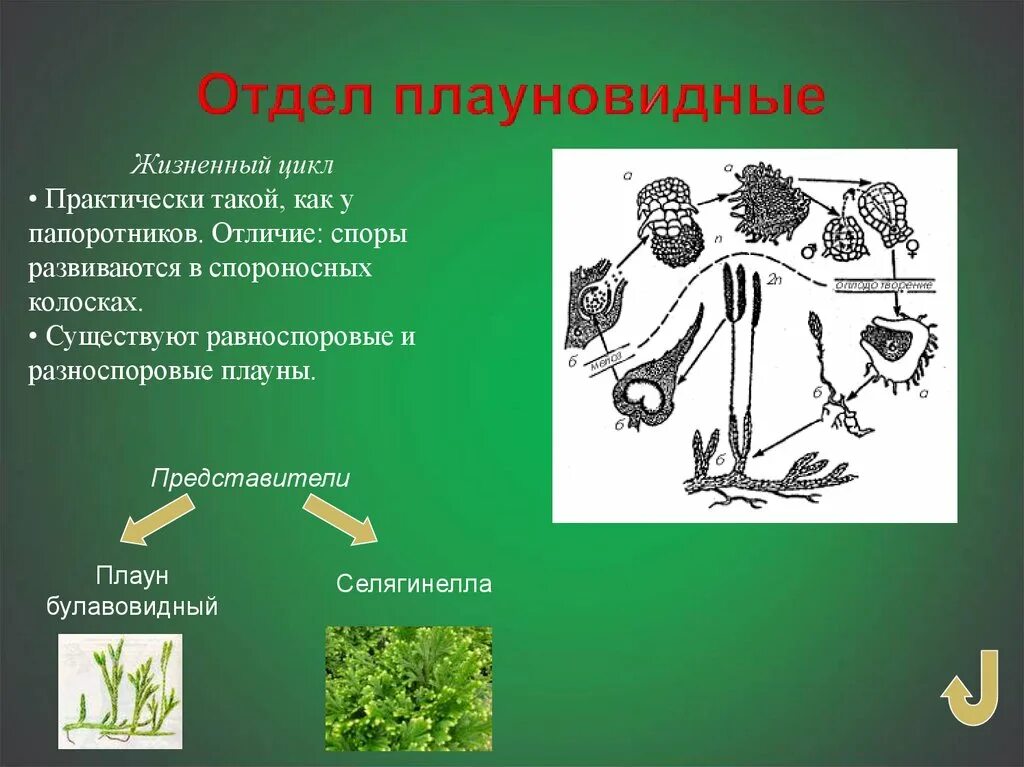 Представители отдела плауновидных. Жизненный цикл развития плауновидных. Отдел Плауновидные цикл развития. Отдел плауны жизненный цикл.