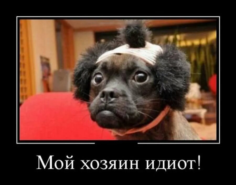 Я и мой хозяин. Мой хозяин. Мой хозяин идиот мем. Кеды для собак. Мой хозяин идиот собаки.