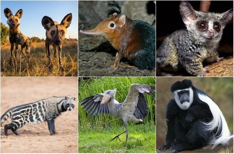 Кто живет в африке животные. Животные обитающие в Африке. Необычные животные. Необычные животные Африки. Животные которые живут только в Афр ке.