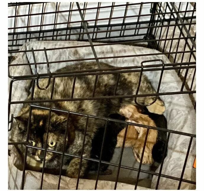 Карантин котенка. Кошки на карантине. клетки собачье кошачье. девушка в собачьей клетке. котенок на карантине.