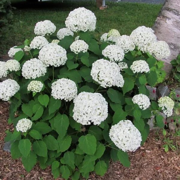 Annabelle Hydrangeas for Sale - FastGrowingTrees.com Садовые растения, Растения,