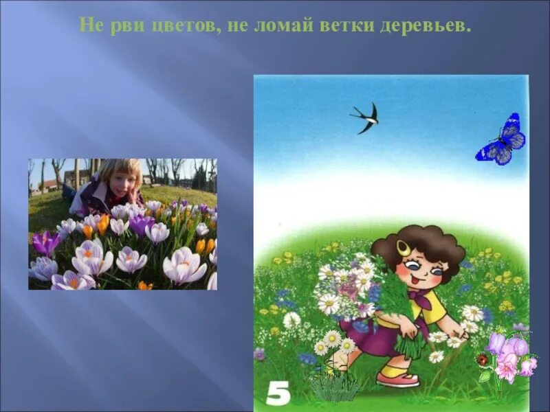 Не рвать цветы. Рвет цветы презентация для детей. Картинка дети рвут цветы в лесу. Не рвите растения картинки.