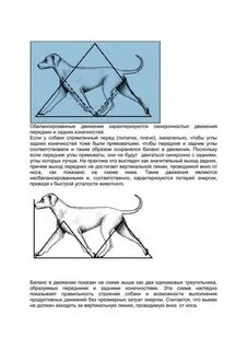 Отказали лапы у собаки причина