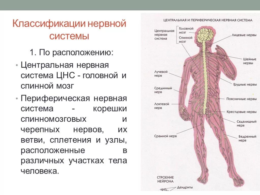 Какие органы относятся к центральной нервной системе. Строение нервной системы нервная система ЦНС периферическая. Спинномозговой нерв строение и классификация. Нервная система Центральная и периферическая схема. ЦНС И периферическая нервная система таблица.