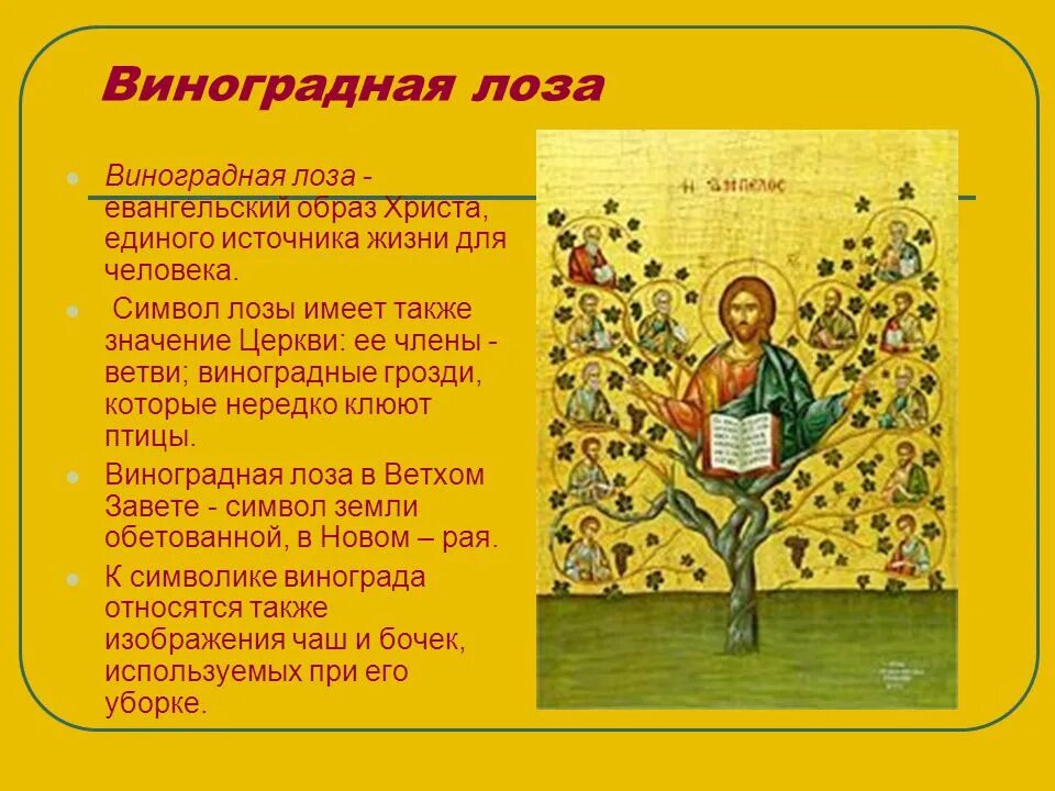 Виноградная лоза обвивает. Виноградная лоза – евангельский образ христа. Виноградная лоза символ христианства. Виноград эскиз тату. Я есмь истинная виноградная лоза, а отец мой - виноградарь.