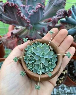 Комнатные цветы суккуленты