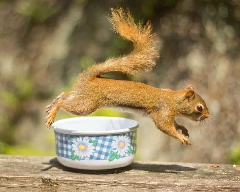 обыкновенная белка с бельчатами. белка обыкновенная – sciurus vulgaris. оранжевая белка.