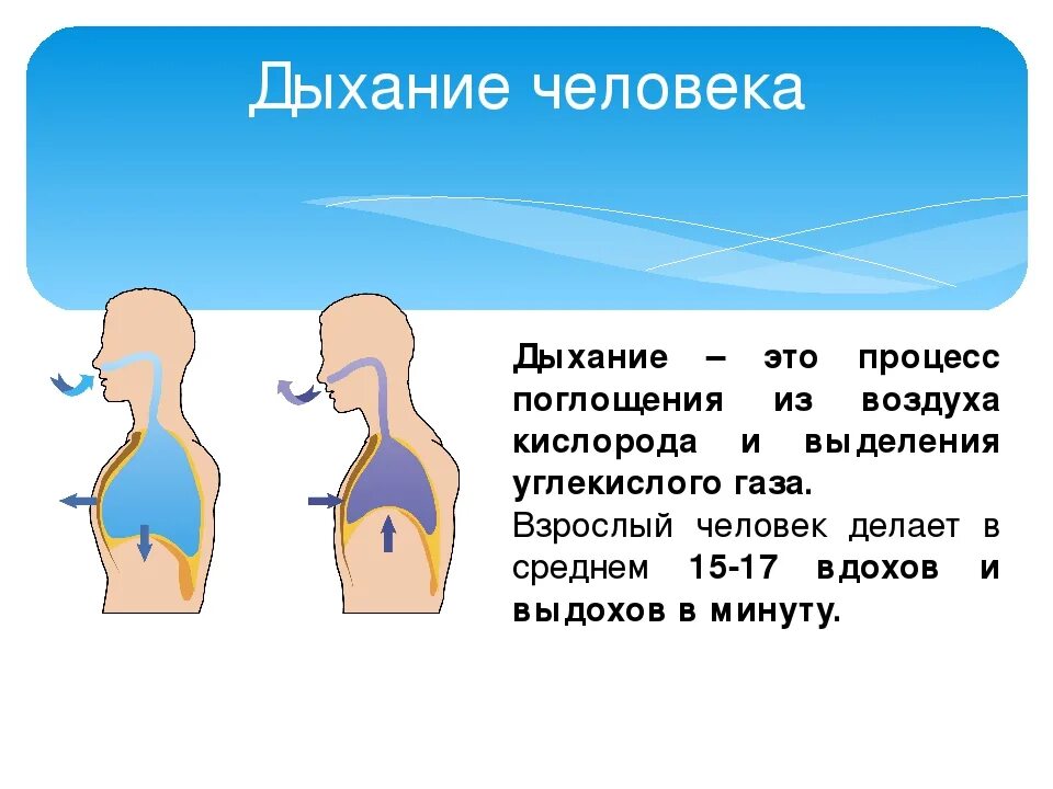 Дыхание движение. Дыхание человека. Выдох человека. Человек дышиткислород. Как дышит человек.