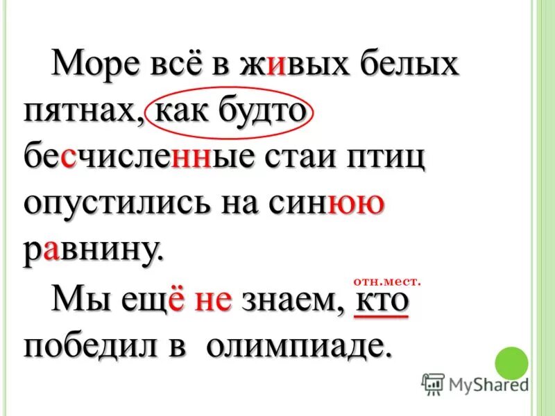 Птицы флориды фото. 10 представителей птиц на птичьих базарах. Бесчисленные стаи птиц опустились на синюю равнину. Много птиц. К концу охоты утки словно.