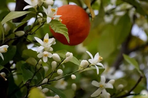 Make Your Own Orange Flower Water