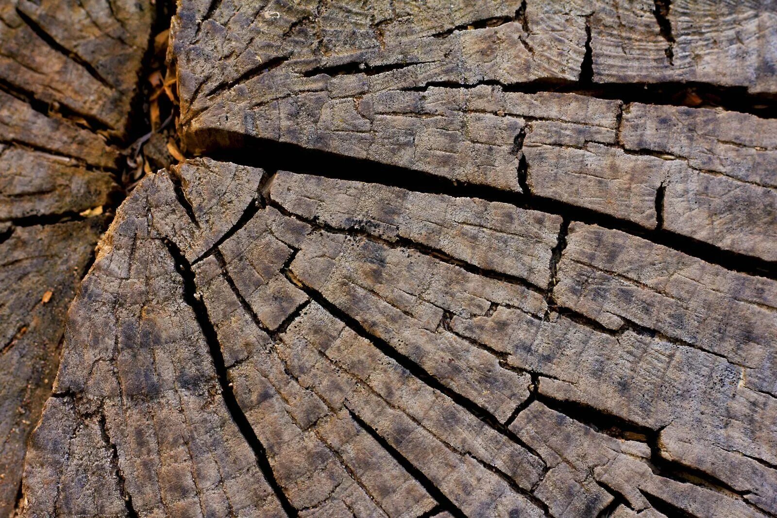 Трещина в дереве. Потрескавшаяся древесина. Трещины древесины. Золотая трещина