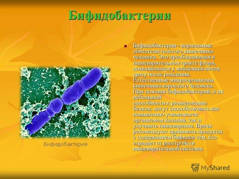 Роль бактерий толстого кишечника человека. Бифидобактерия форма бактерии. Бифидобактерии и лактобациллы в толстой кишке. Бифидобактерии для кишечника. Бактерии полезные для человека бифидобактерии.