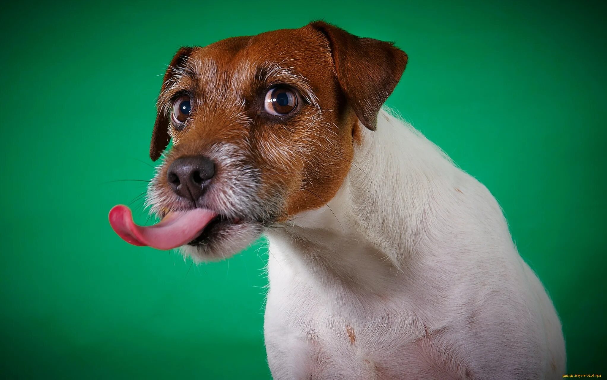 Собачка бигль. Собака с языком. Бассет хаунд. Улыбка собаки. Собака с высунутым языком.