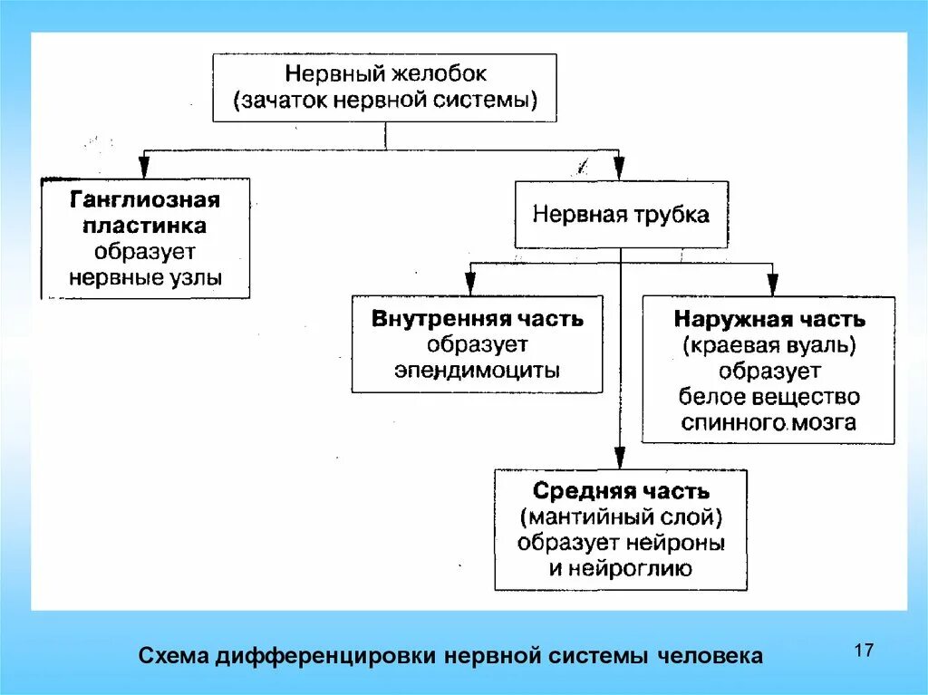 Развитие нервной системы и поведения. Схема развития нервной системы. Этапы онтогенеза нервной системы. Основные этапы онтогенеза центральной нервной системы человека. Основные стадии развития ЦНС человека.