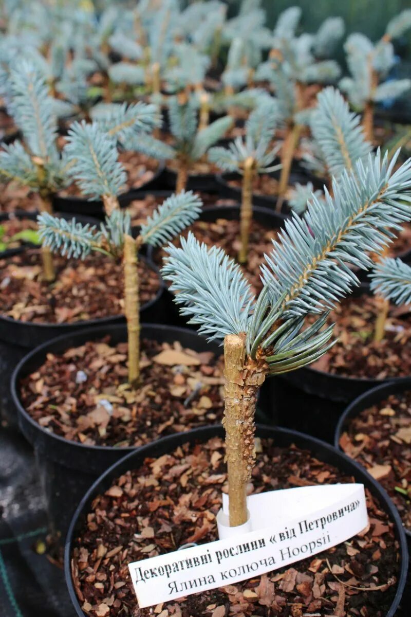 Продажа семена ели. Ель колючая “Hoopsii” (Picea pungens “Hoopsii”). Ель Хупси на штамбе. Ель обыкновенная Хупси. Сосна Горная Хупси.