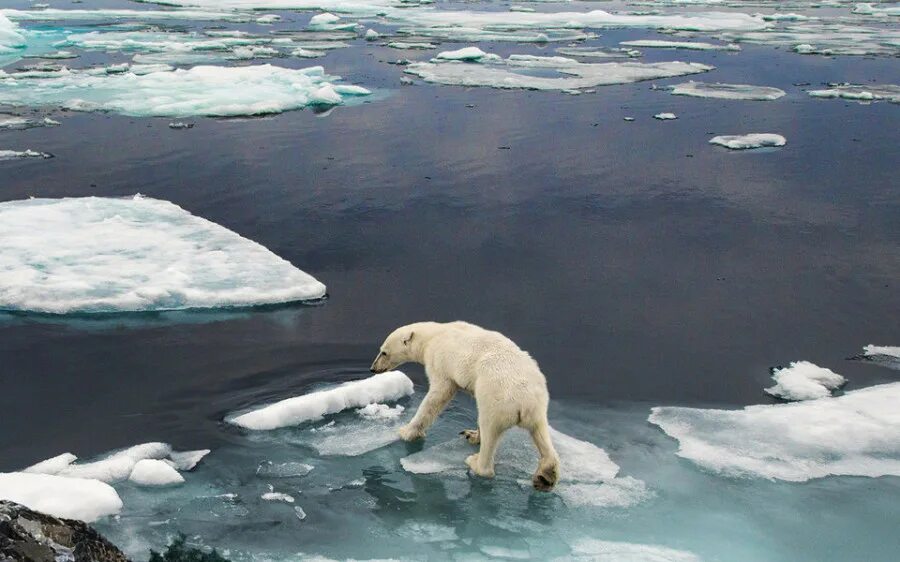 Экологические проблемы аркимуи. Таяние ледников глобальное потепление. Арктика северный ледовитый океан. Глобальное потепление представляет серьезную опасность. Глобальное потепление представляет серьезную опасность.