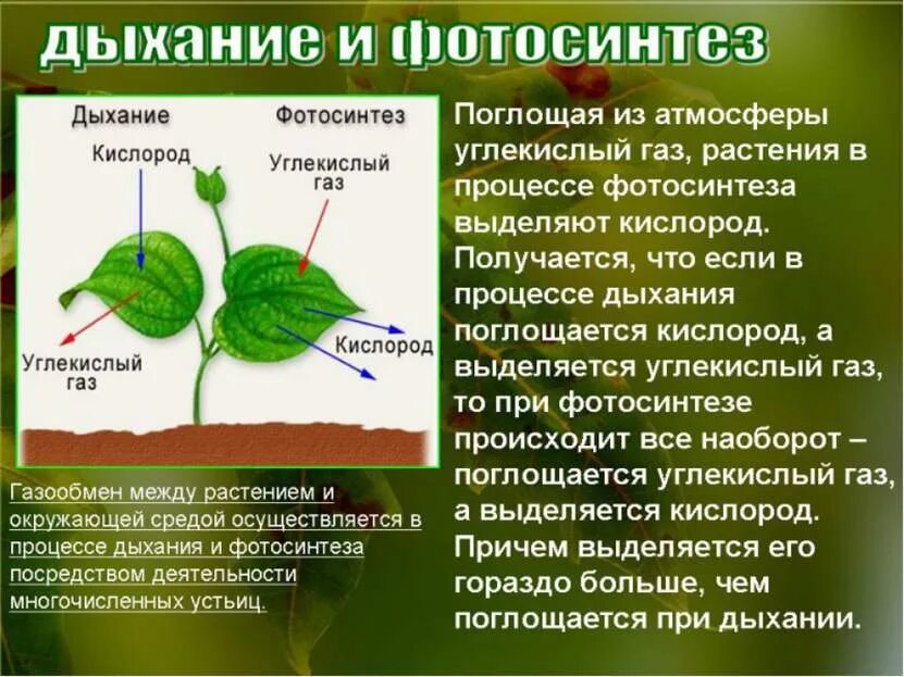 Выделение кислорода в процессе обмена веществ