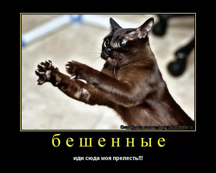 Милый иди сюда. Приколы про подумать. Зачем любить зачем страдать. Коты юмор. Пошел ты милый.