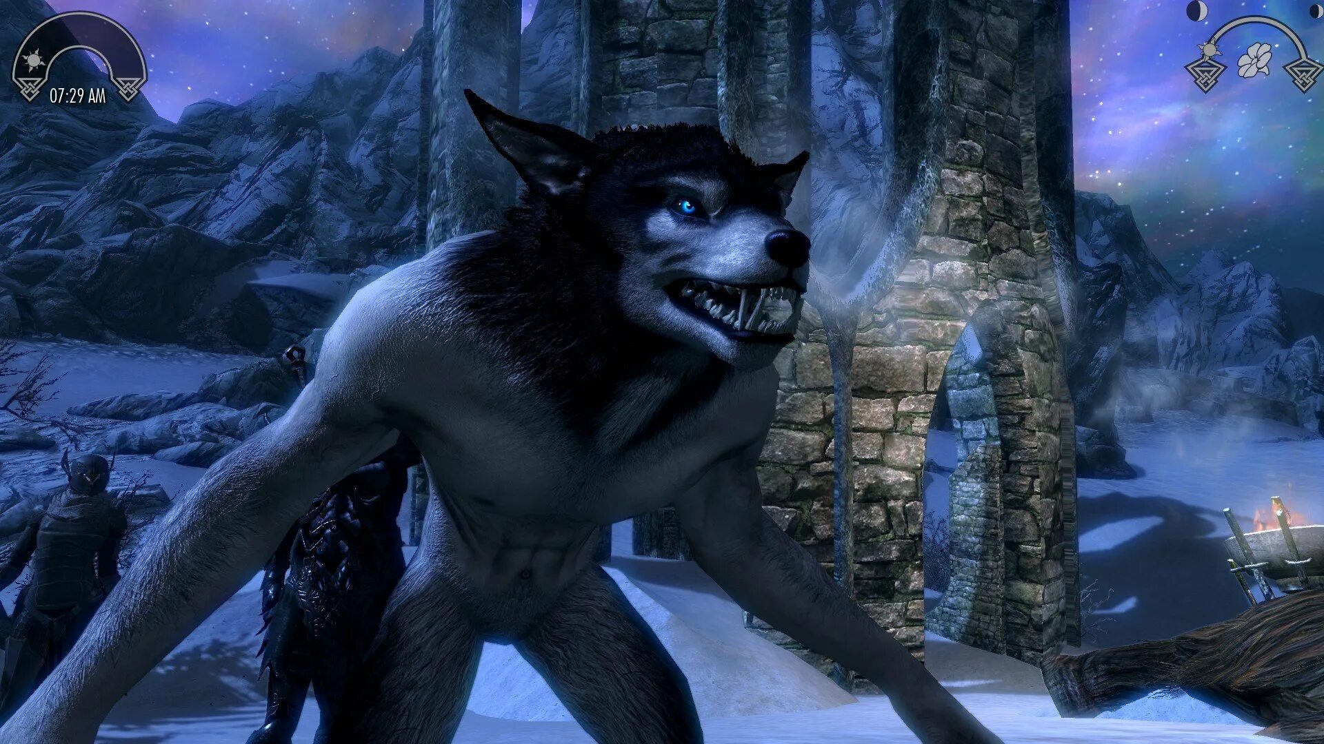 Вервольф скайрим. Вервольф скайрим превращение. Ликантропия скайрим превращение. Вервольфы скайрим. Волколак игра.