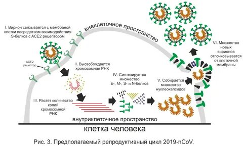 Течение коронавирусная