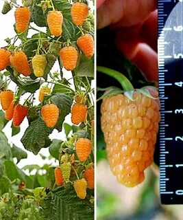 Саженцы малины оранжевое чудо