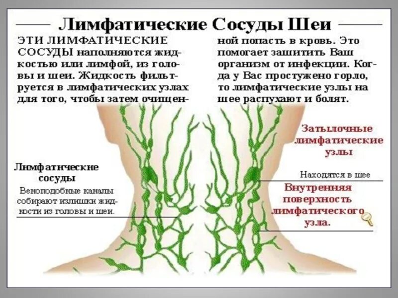 Как лечить лимфу