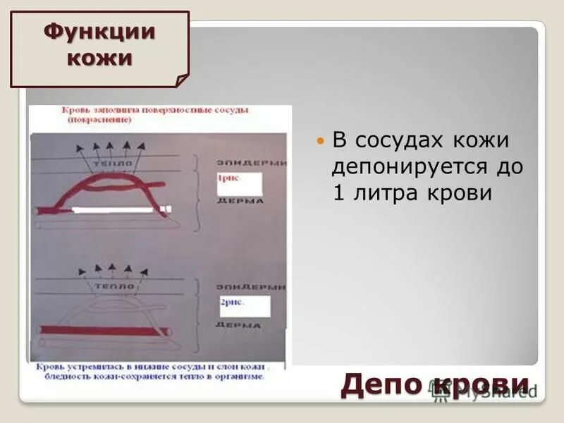 Депо крови в организме. Кожа депо крови. Депо крови функция кожи. Функции депо крови. Функция кожи человека депо крови.