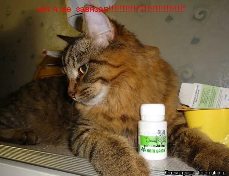 Что будет если кошке дать валерьянку. Валерьянка для кошек. Коты от валерьянки. Котик и валерьянка. Валерьянка для кошек.