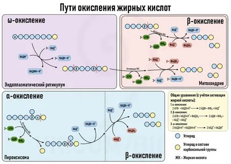 Пути окисления