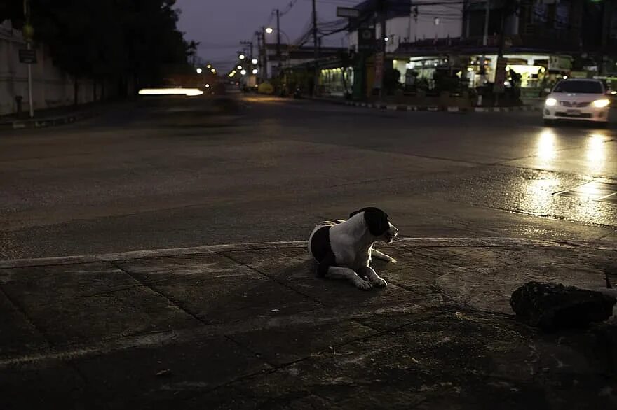 Прогулка ночью. Собака ночью. Ночь пса. Собака на улице. Доберман.