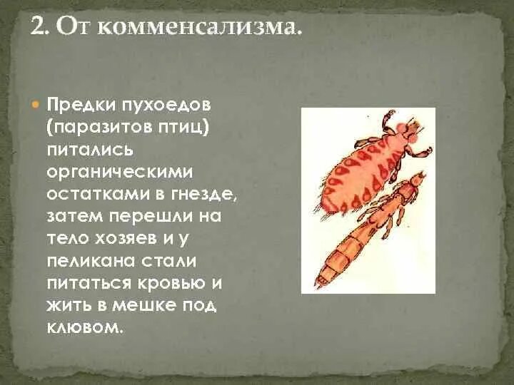Термиты и жгутиковые простейшие тип взаимоотношений