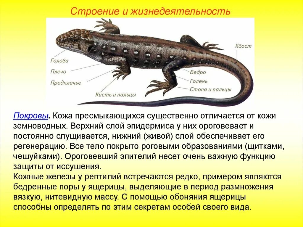 Строение рептилий. Внешнее строение ящерицы. Строение пресмыкающихся. Пресмыкающиеся покровы.