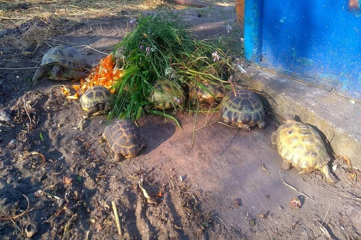 Сдать черепаху