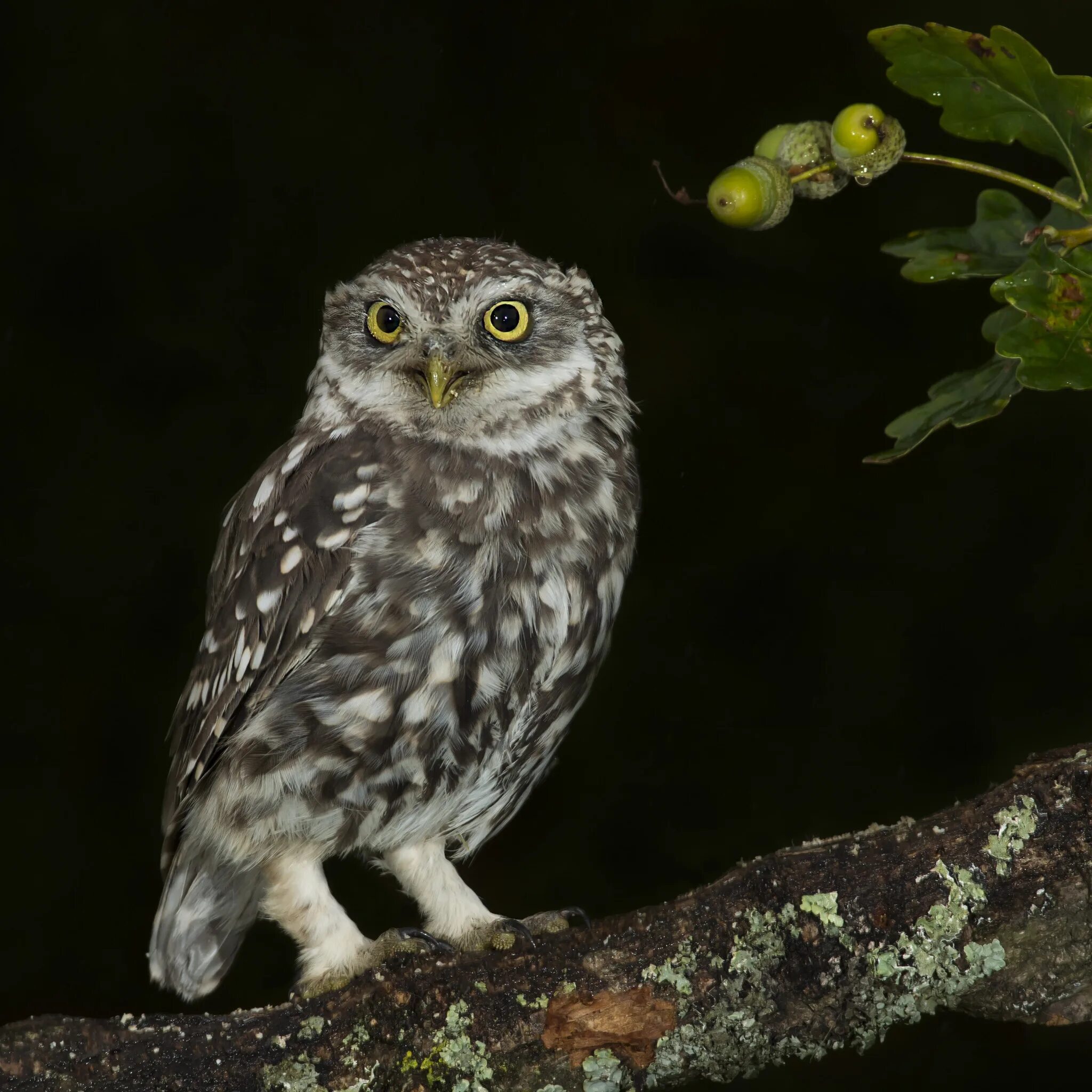 Серый сыч. Воробьиный сыч поделка. Неясыть филин сыч. Серый сыч. Серый сыч.