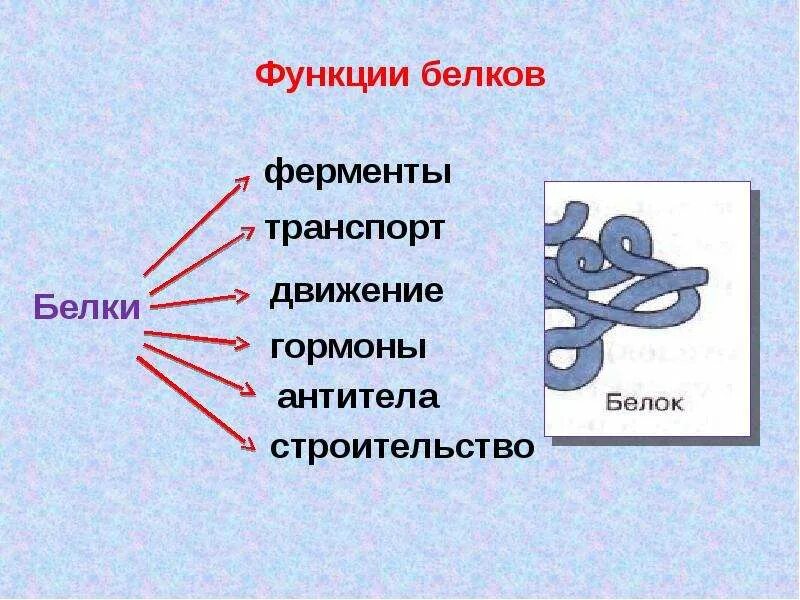 Белок 6 класс биология. Белки презентация. Белки биология презентация. Структура организма белков. Презентация на тему белки.