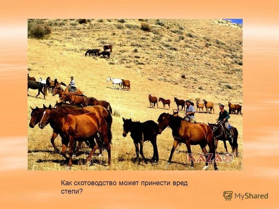 В степи живут люди. Скотоводство в степи. Скотоводство в степи России. Презентация на тему скотоводство. Скотоводство в зоне степей.