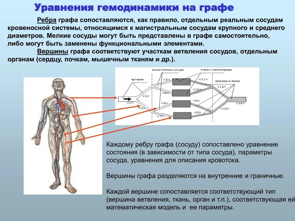 Данной системы является то что. К магистральным сосудам относятся. Математическая модель кровеносного сосуда. Типы гемодинамики. Гемодинамика модели.