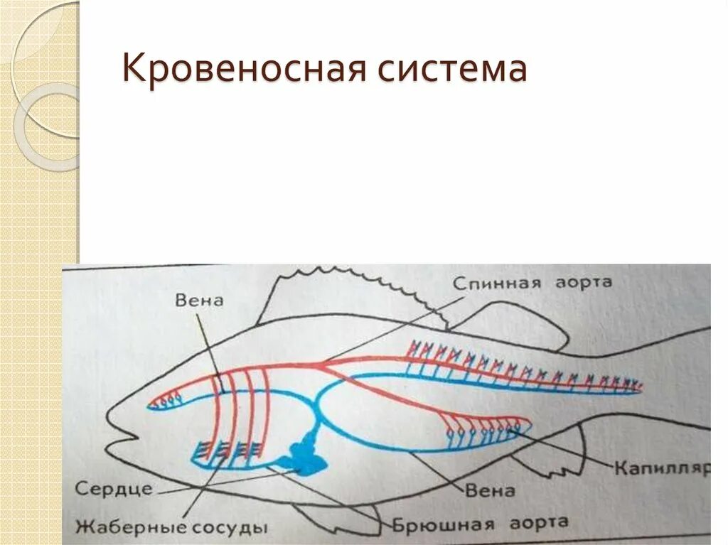 У каких хордовых двухкамерное сердце