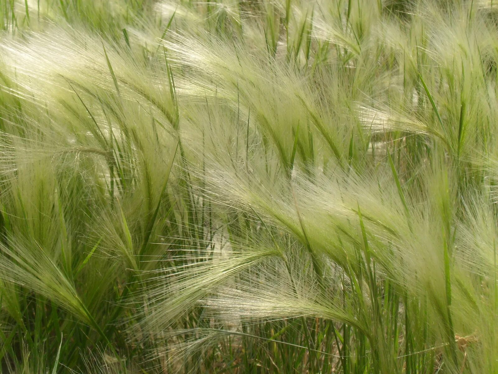 Ковыль (Stipa). Ковыль перистый. Ковыль Луговой. Ковыль перистый цветение.