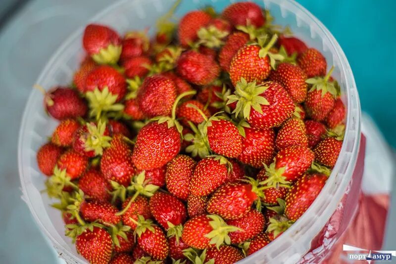 Земляника. Гигантская клубника. Земляника собранная. Сладкая клубника. Клубника в благовещенске.